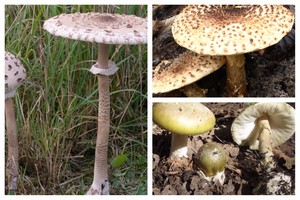 Apsinuodijimo grybais simptomai gali būti visai netikėti