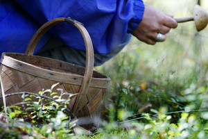 Apsinuodijusi grybais Vilniaus ligoninėje mirė moteris