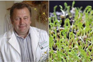 Po žinios apie vėžį skatinančius daigus – atkirtis Juozui Ruoliai