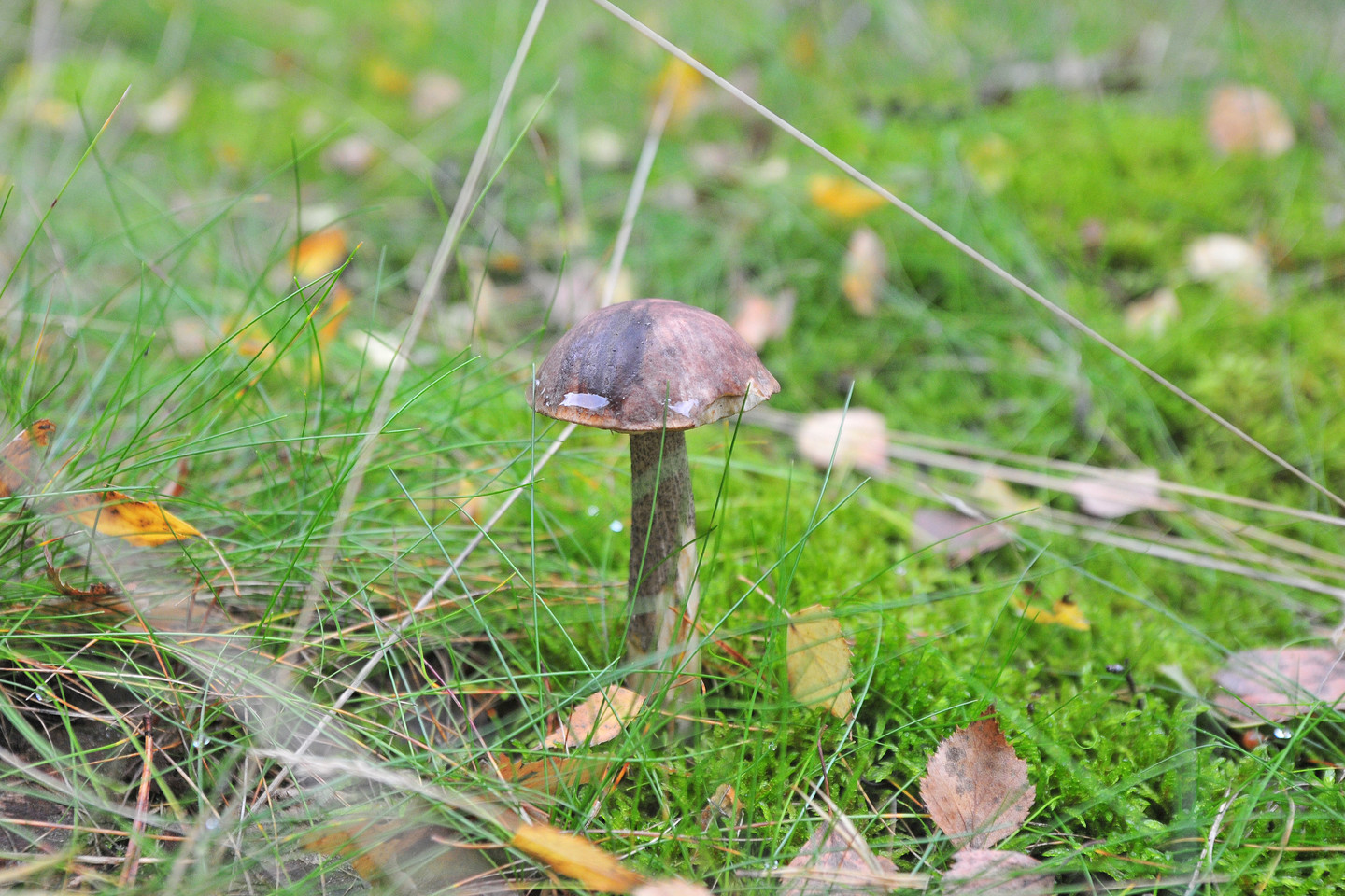 Šiuo metu miškuose aplink Druskininkus grybai auga it pašėlę.<br> A.Vaitkevičiaus nuotr.