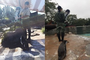 Liūdniausias pasaulyje pingvinas. Jo širdį sudaužė taifūnas