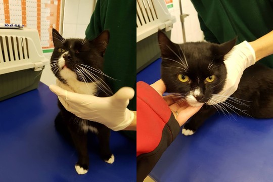 Ištyrusių šlubą katinėlį veterinarų verdiktas šokiravo