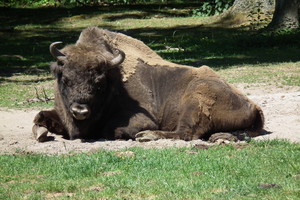 Vokietijoje nušautas pirmą kartą po 250 metų pasirodęs stumbras 