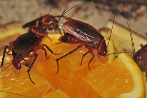 Įsidėmėkite visiems laikams – tai vienintelis būdas atsikratyti namuose tarakonų