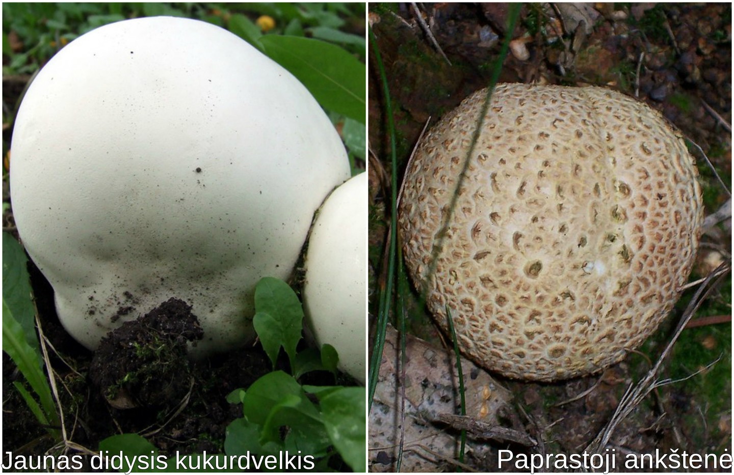  Tam, kad neapsinuodytumėte, labai svarbu mokėti skirti valgomus grybus nuo nuodingų.<br> Wikipedia.org nuotr.