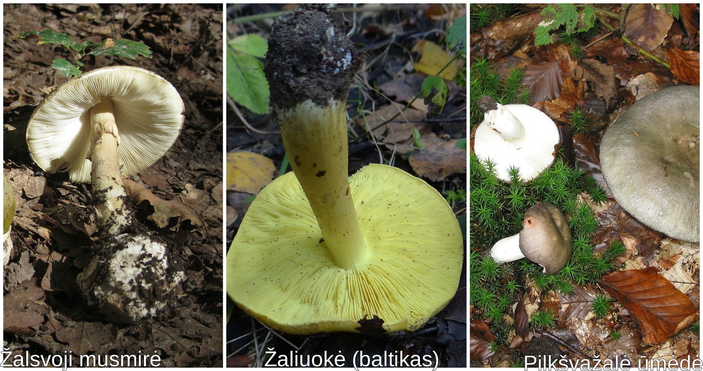  Tam, kad neapsinuodytumėte, labai svarbu mokėti skirti valgomus grybus nuo nuodingų.<br> Wikipedia.org nuotr.