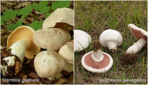 Grybų sezonas jau pareikalavo aukų: kaip atskirti valgomus grybus nuo nuodingų