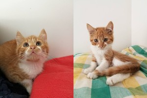 Viskas, ko trokšta mažas kačiukas, yra mylintis žmogus