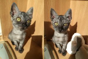 Mirti paliktas kačiukas pavirto tikru gražuoliu – iki laimės trūksta vieno