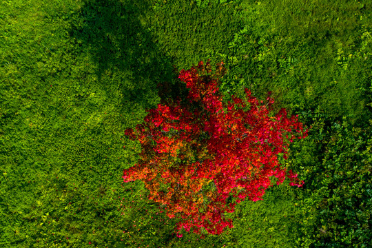 Džiugins sausas ir gražus ruduo