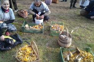 Grybautojai siautė Dzūkijoje – ieškojo savo grybų lobio