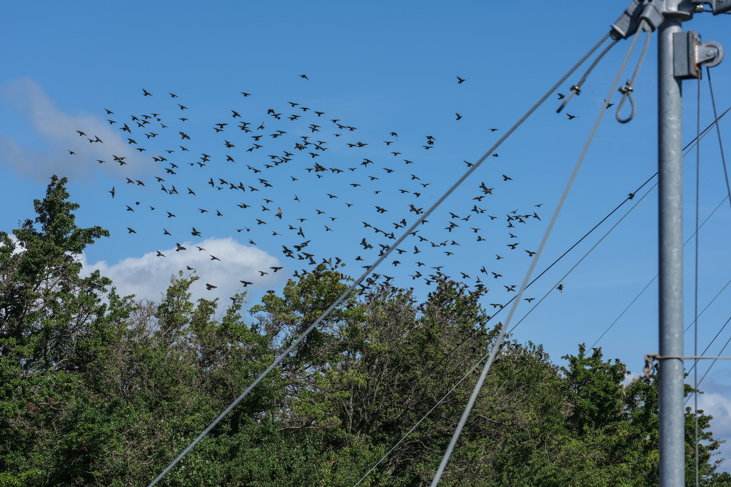   Ventės ragas yra vienas didžiausių pasaulyje paukščių migracijos kelių.<br> V.Ščiavinsko nuotr. 