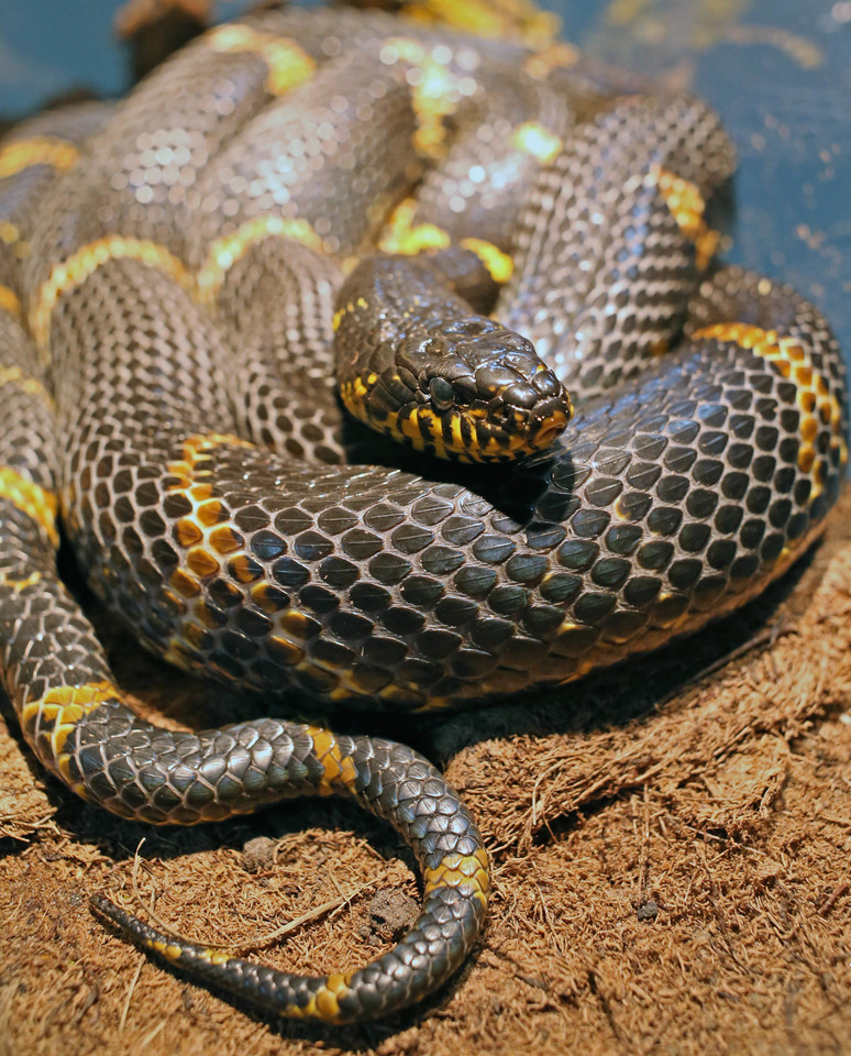Žuvus šeimininkui, vaizdo tinklaraštininkui ir serpentologui Arslanui Valejevui, jo namuose liko šimtai nuodingų gyvačių.<br> Scanpix nuotr.