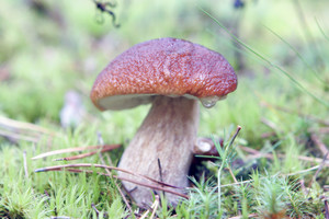 Grybus renkantiems ir juos valgantiems – svarbi žinia iš specialistų