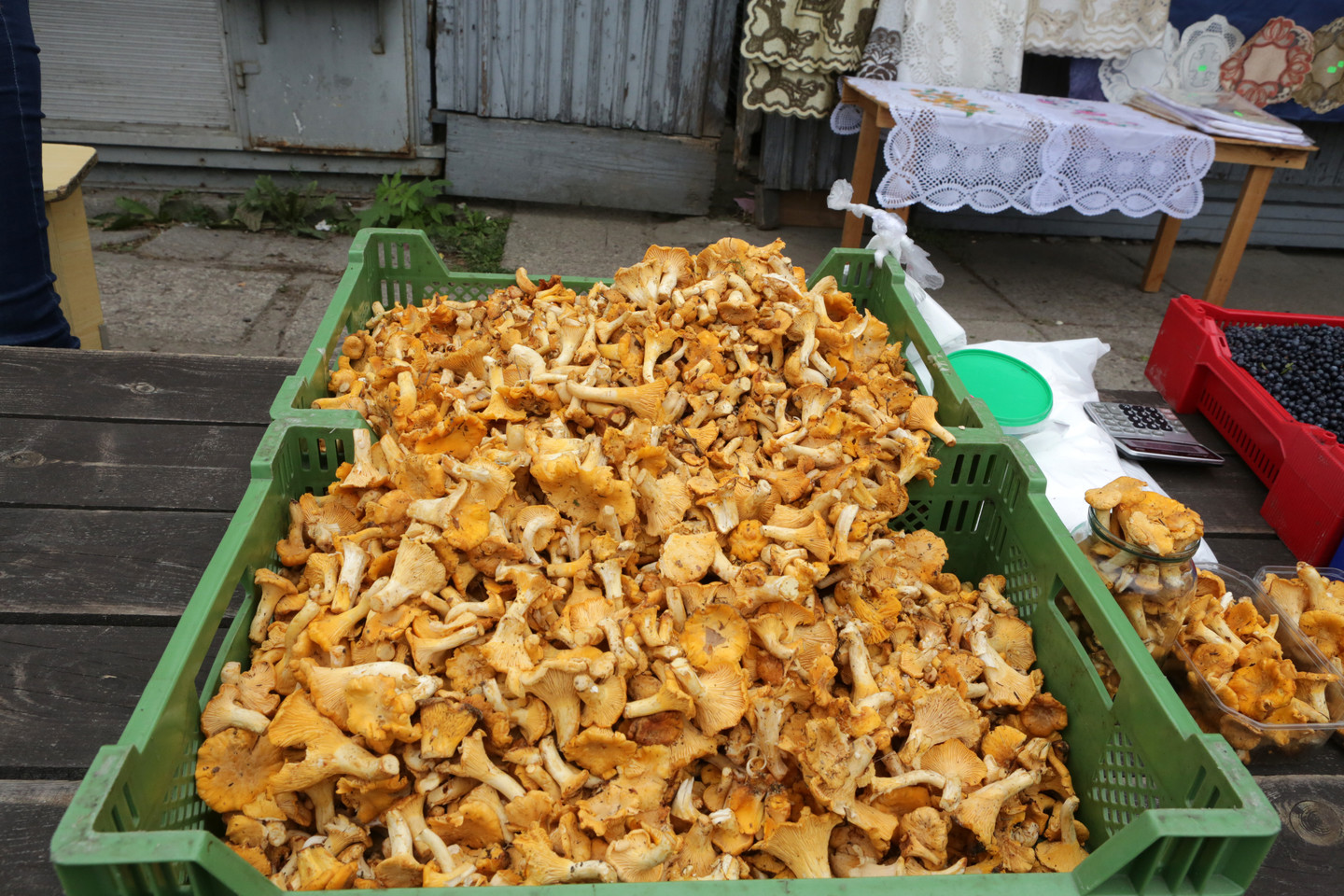 Lietuvoje auga tūkstančiai grybų. Iš jų apie 400 yra valgomos rūšys, maistui vartojama apie 100-120 rūšių.<br>P.Mantauto nuotr.