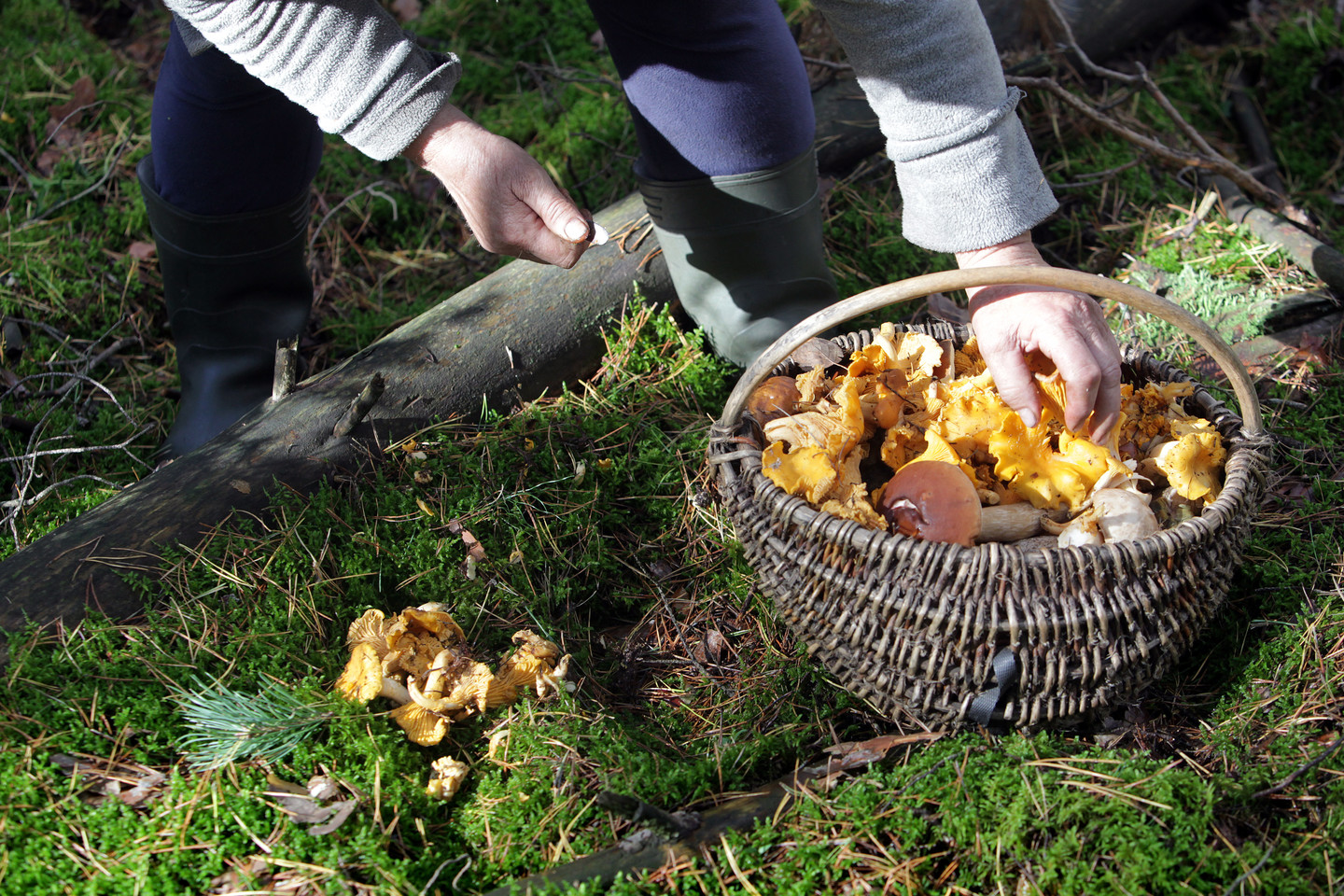 Lietuvoje auga tūkstančiai grybų. Iš jų apie 400 yra valgomos rūšys, maistui vartojama apie 100-120 rūšių.<br>V.Balkūno nuotr.