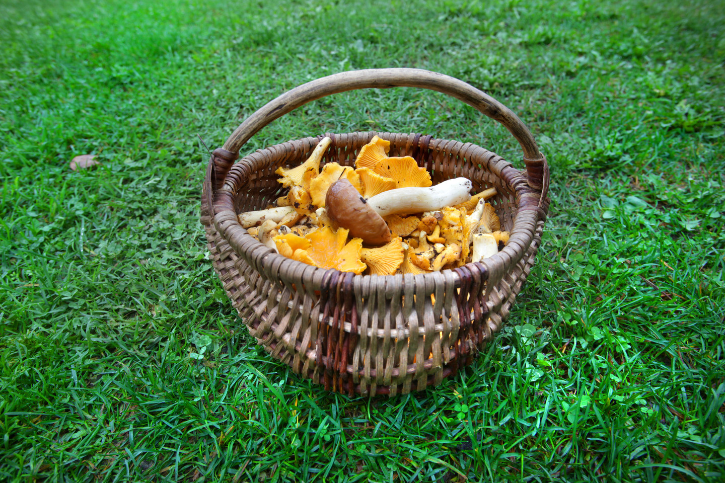 Lietuvoje auga tūkstančiai grybų. Iš jų apie 400 yra valgomos rūšys, maistui vartojama apie 100-120 rūšių.<br>V.Balkūno nuotr.