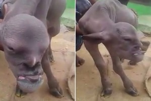 Pasaulį išvydusios ožkos snukis – tarsi žmogaus veidas