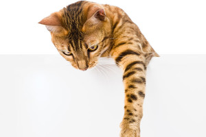 Testas padės sužinoti, kuri jūsų augintinio letena yra dominuojanti