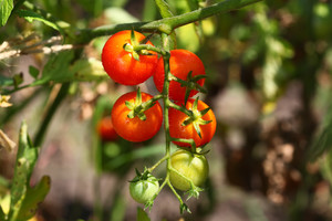 Įdomioji istorija: faktai apie pomidorus, kurie nustebins daugelį jų mėgėjų