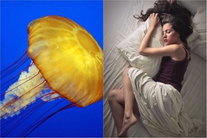 Medūzas ištyrę mokslininkai pateikė stulbinantį faktą apie žmonių miegą