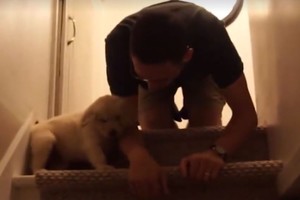 Miela iki ašarų: kaip šeimininkas išmokė šuniuką lipti laiptais