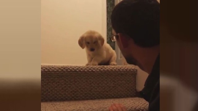 Žavinga akimirka – šeimininkas moko šuniuką lipti laiptais