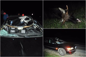 Kelyje – dar viena akistata su briedžiu: vairuotojas – ligoninėje