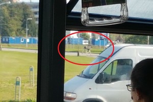 Vilniečius nustebino neįprastas reginys mieste