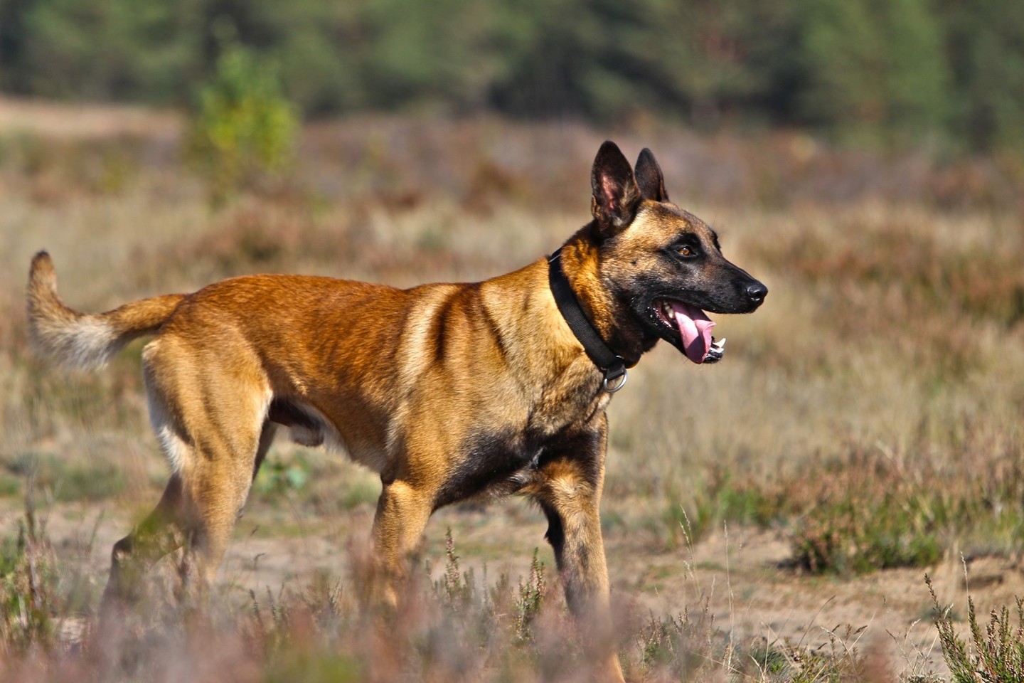 Kariuomenės šunys – išminuotojai.<br> KAM nuotr.