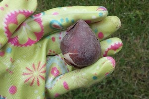  Svogūninės gėlės 100 procentų pražys, jei įsidėmėsite esminius dalykus