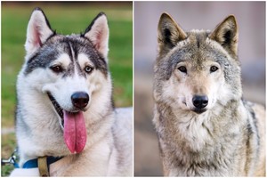 Kas protingesnis – vilkas ar šuo? Eksperimentas parodė akivaizdžius skirtumus