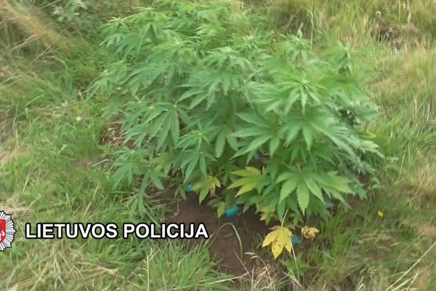 Klaipėdos bedarbis dideliais kiekiais augino kanapes.