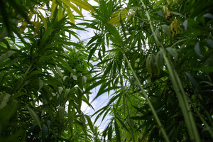 Prezidentės patarėjas sako, kad reikėtų įteisinti kanapių naudojimą medicinoje