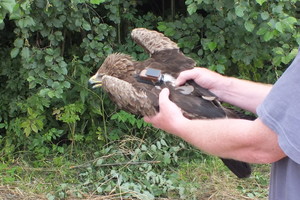 Specialia įranga aprūpinti paukščiai – ambasadoriai jau garsina Lietuvos vardą