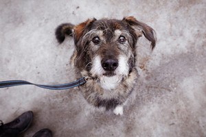 Beglobiai gyvūnai sau naujų šeimininkų ieško pažinčių programėleje