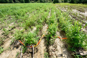 Lietuva kreipėsi į Europos Komisiją dėl pagalbos žemdirbiams