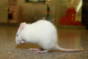 Ne į visus namus veržiasi  graužikai.  Ir labai suprantama, kodėl 