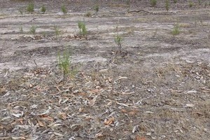 Testas akims: ar sugebėsite pastebėti mirtinai pavojingą gyvatę?