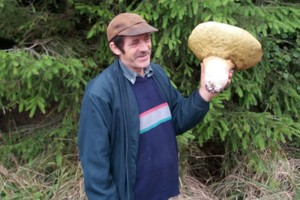 Telšių rajono gyventojai rado įspūdingo dydžio baravykus