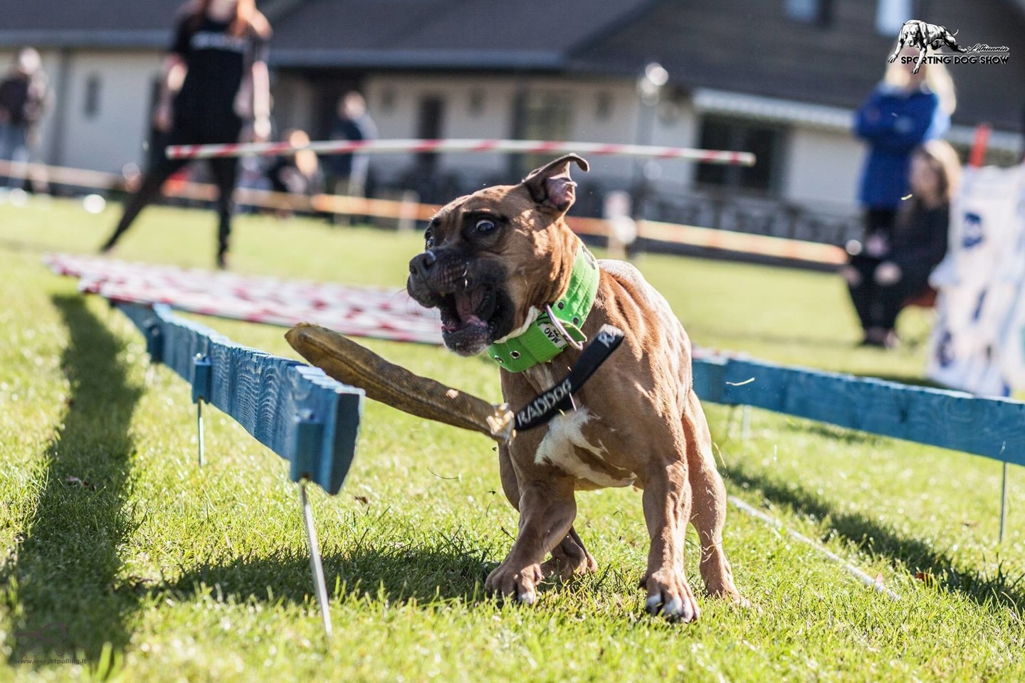 Šunų jėgos varžybos Sporting Dog Show IV keturkojai jėgas išbandė 8 rungtyse. <br> Organizatorių nuotr.