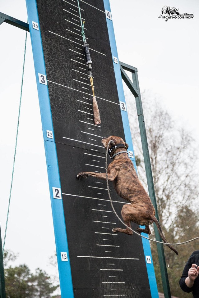 Šunų jėgos varžybos Sporting Dog Show IV keturkojai jėgas išbandė 8 rungtyse. <br> Organizatorių nuotr.