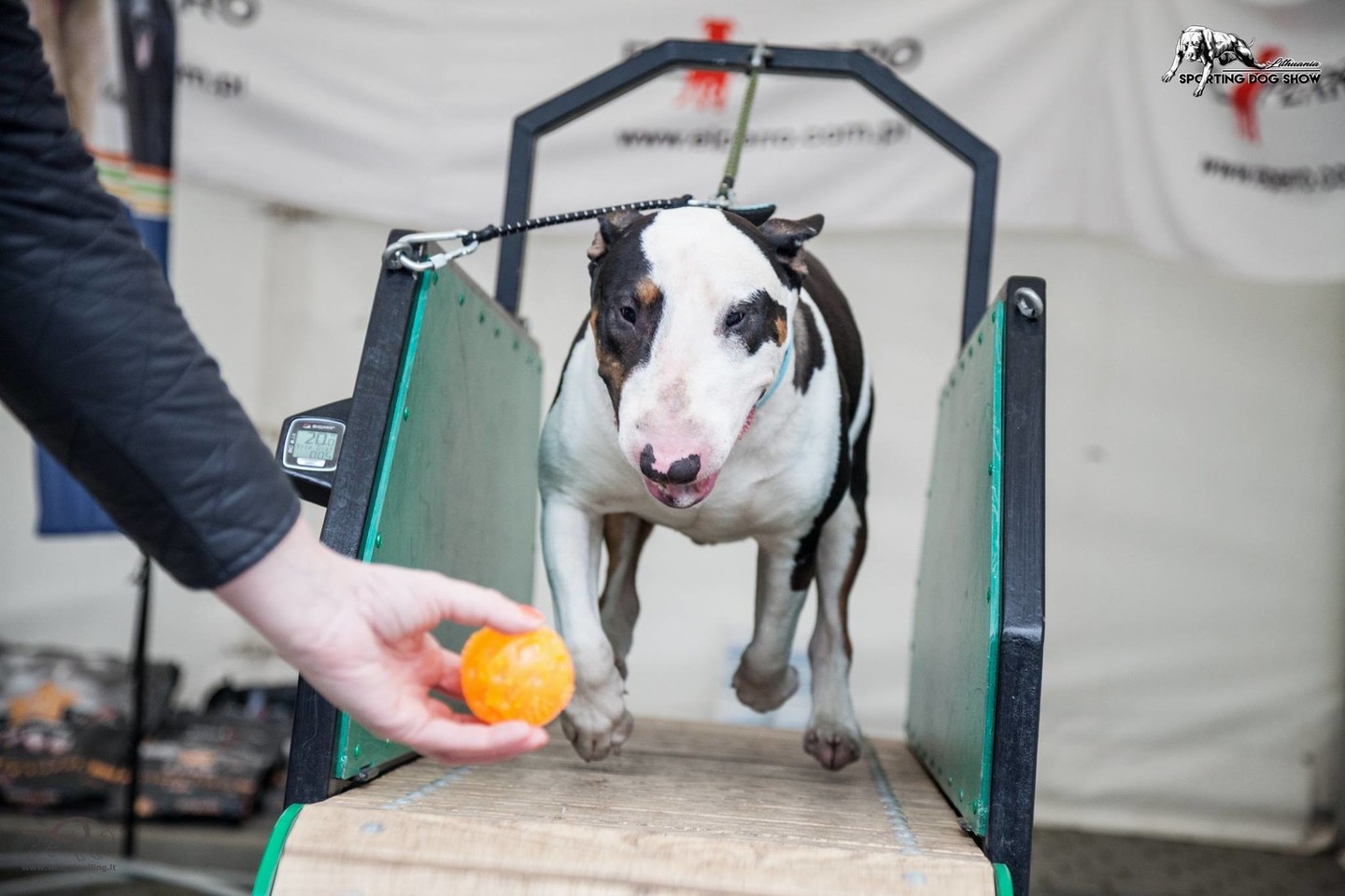 Šunų jėgos varžybos Sporting Dog Show IV keturkojai jėgas išbandė 8 rungtyse. <br> Organizatorių nuotr.