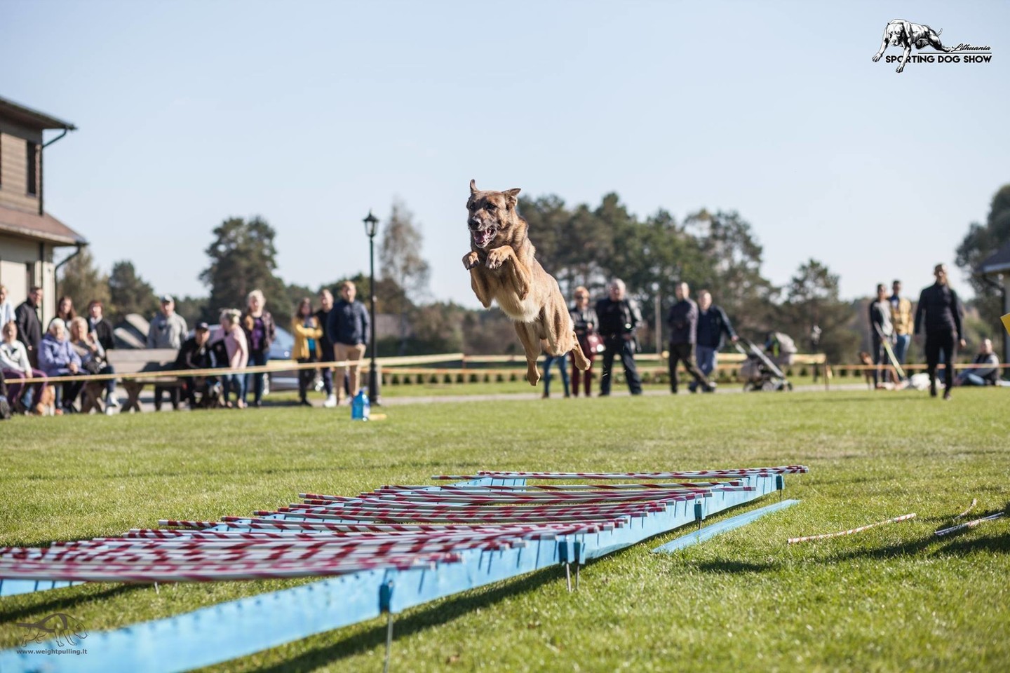 Šunų jėgos varžybos Sporting Dog Show IV keturkojai jėgas išbandė 8 rungtyse. <br> Organizatorių nuotr.