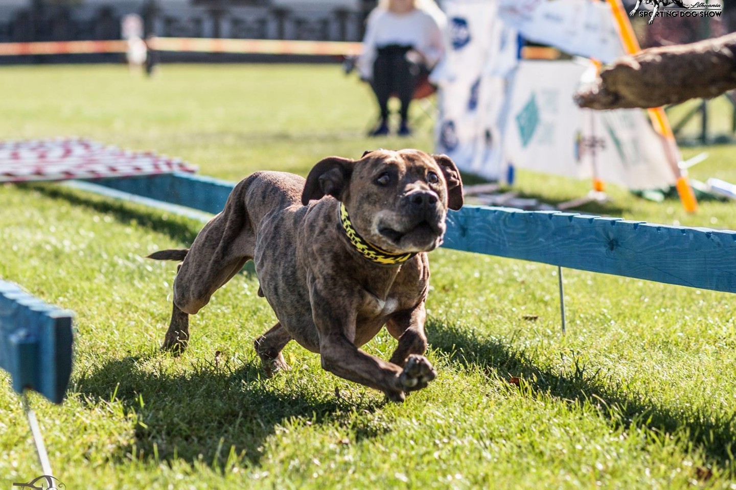 Šunų jėgos varžybos Sporting Dog Show IV keturkojai jėgas išbandė 8 rungtyse. <br> Organizatorių nuotr.