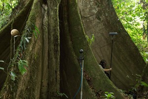 Stulbinanti kelionė po Amazonės miškus – italas siūlo gerai įsiklausyti