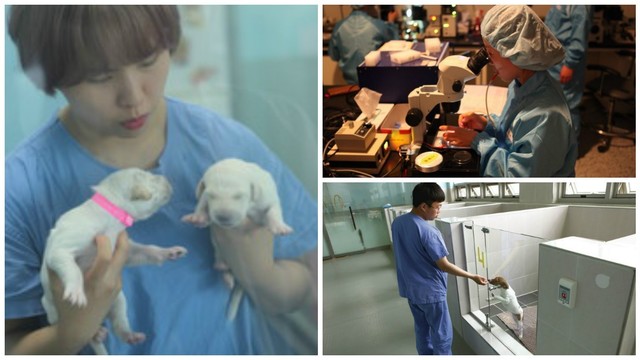 Pasaulis laukia stebuklo: mokslininkas klonuoja šunis, ruošiasi mamutui