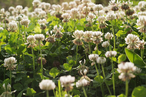 Nedarykite šių klaidų užsėdami daržą žaliosiomis trąšomis