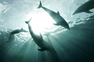 Į pietų Prancūzijos paplūdimius atplaukė sužeistų delfinų