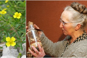 Garsi žolininkė Jadvyga Balvočiūtė atskleidė, kokia žolelė gydo vėžį